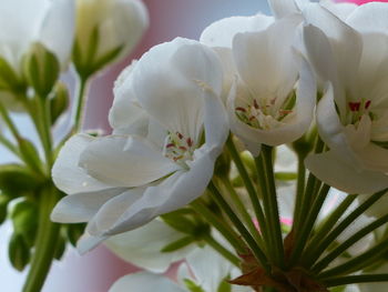 Close-up of white flowering plant