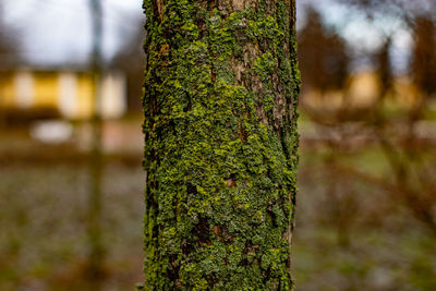 Close-up of tree trunk