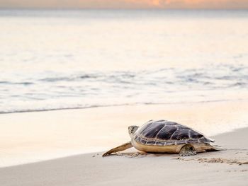 Close-up of turtle on beach