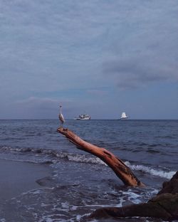 View of seagulls on sea against sky