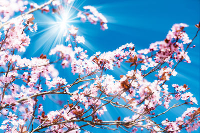 Low angle view of cherry blossom against blue sky