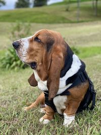 Dog looking away on field - blues in the park