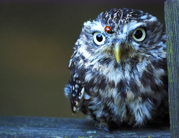 Close-up portrait of owl