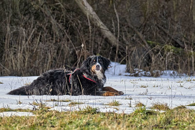 Dog on snow covered land