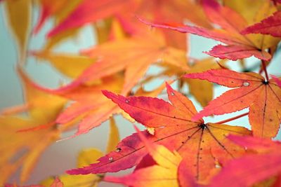 Close-up of maple leaves during autumn