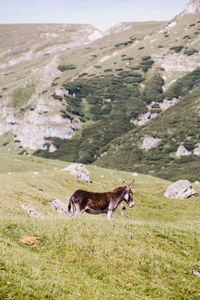 Cows grazing on landscape