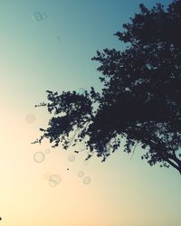 Low angle view of tree against clear sky