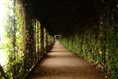 Empty narrow pathway along plants