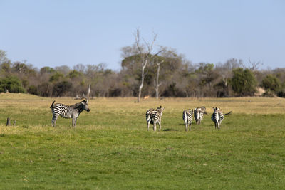 View of zebras on grassy field