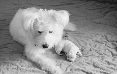 Close-up of dog lying on bed