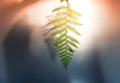 Green fern plant leaf and shadows on rough light surface.