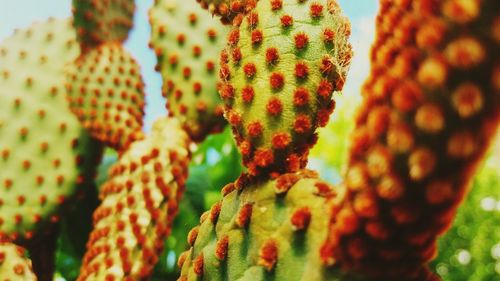 Detail shot of cactus plant