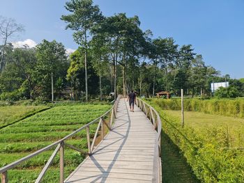 Rear view of people walking on footpath amidst trees against sky