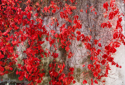 Full frame shot of red ivy on wall