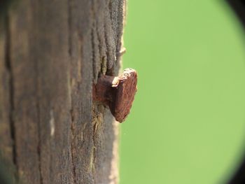 Close-up of lizard on tree trunk