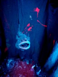 Close-up of jellyfish swimming in water