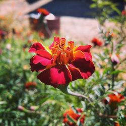 Close-up of red flower