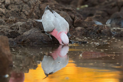 Close-up of duck swimming in lake