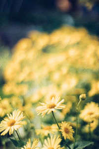 Close-up of yellow flowering plants on field