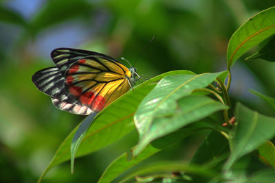 Close-up of butterfly pollinating flower
