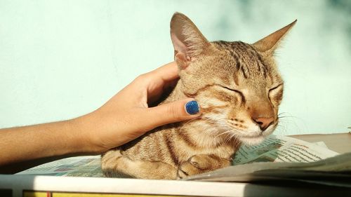 Close-up of hand holding cat