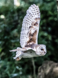 Close-up of bird