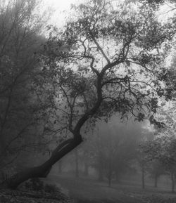 Bare trees against sky