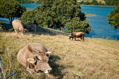 Cows grazing in a field