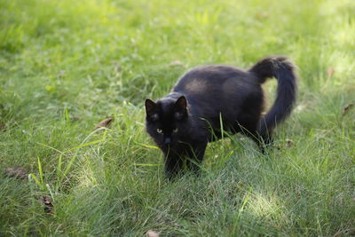 Black cat on grassy field