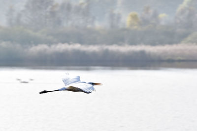 Seagull flying over sea