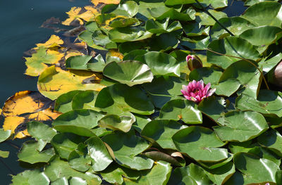 Close-up of plant growing in water