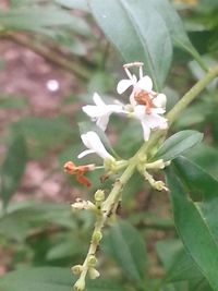 Close-up of white flowers