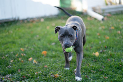 Pitbull puppy is waiting to play fetch with a tennis ball