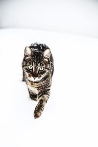 Portrait of cat