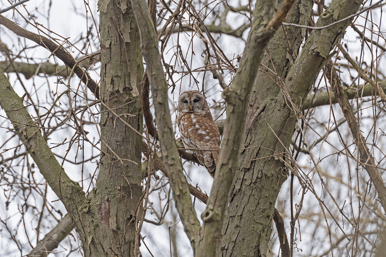 LOW ANGLE VIEW OF A BIRD PERCHING ON TREE