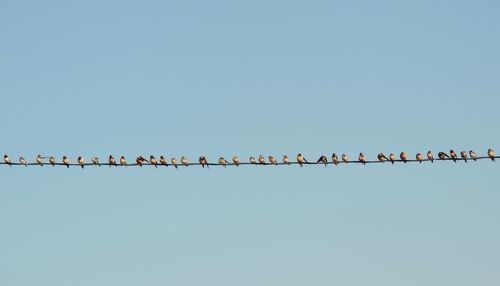 Low angle view of birds perching on power lines against clear sky