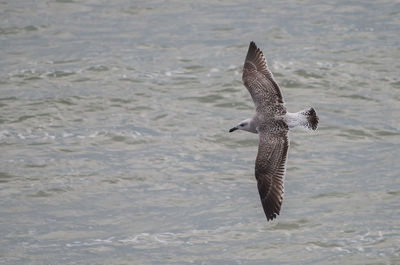 Bird flying over water