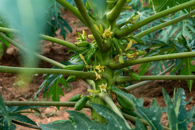 High angle view of vegetables on field