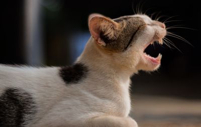 Close-up of a cat