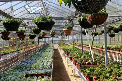 View of greenhouse