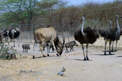 Ostrich and derby's antilope in bandia reserve