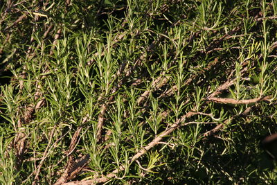 Full frame shot of plants growing on land