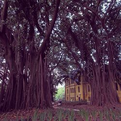 Trees in forest