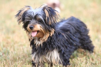 Close-up portrait of dog