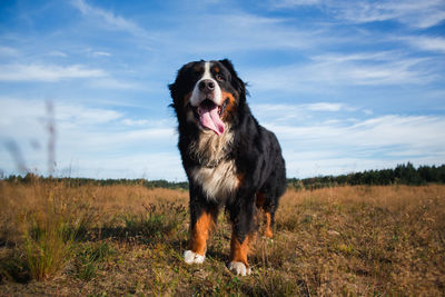 Dog standing on field