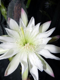 Close-up of flower blooming outdoors
