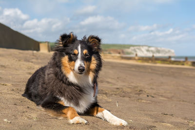 Dog on beach against sky