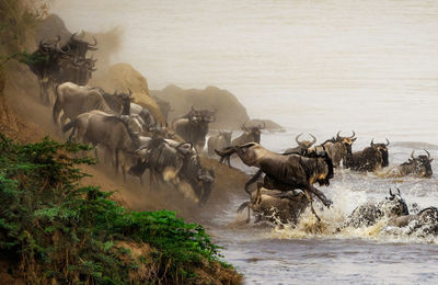 High angle view of wild animals in water