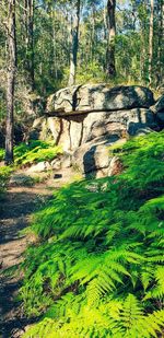 Trees growing in forest