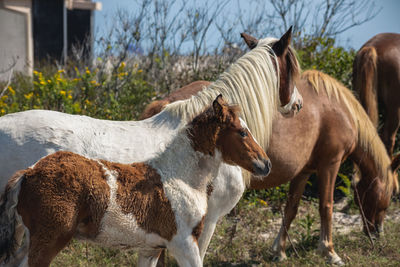 Horses standing in ranch